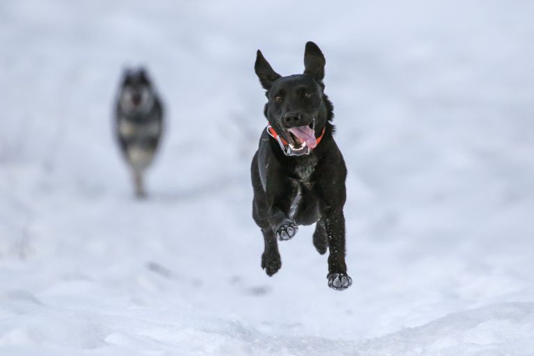 Cadaver Dogs